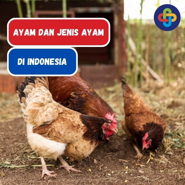 Image Result For Ayam Hewan Konsumsi Dan Jenisnya Di Indonesia Eatgood Id