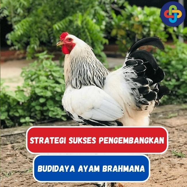  Strategi Sukses Mengembangkan Bisnis Budidaya Ayam Brahmana