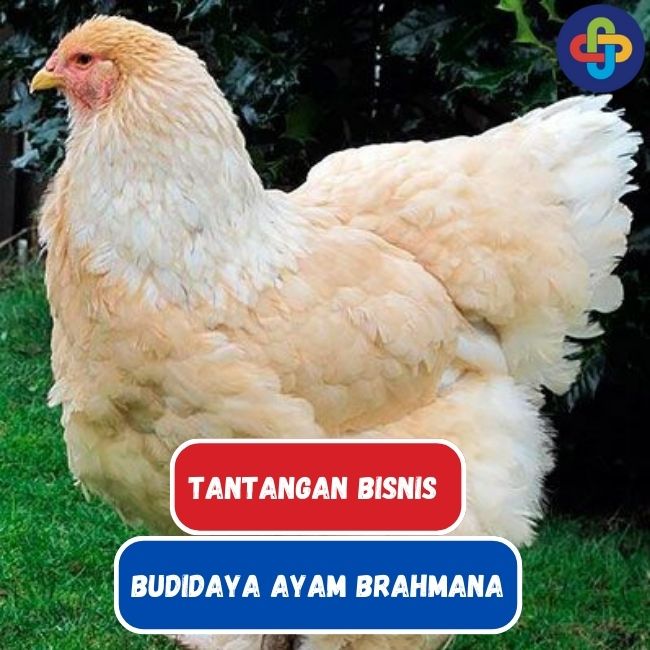  Tantangan dalam Pengembangan Bisnis Budidaya Ayam Brahmana